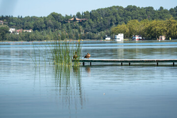 Two ducks rest peacefully on a dock surrounded by calm blue lake water