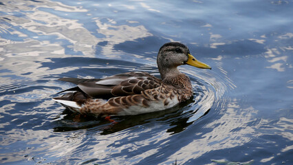 duck in the water