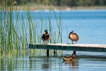 Two ducks rest peacefully on a dock surrounded by calm blue lake water