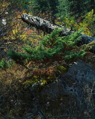 autumn in the forest nature landscape
