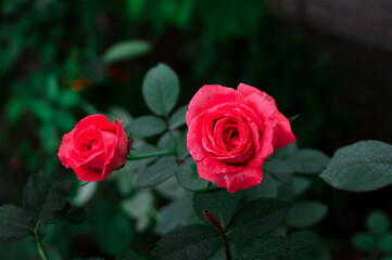 Various autumn flowers on a green background.

