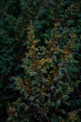 blue and green nature texture background