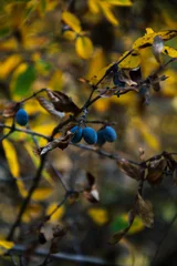 Foto auf Acrylglas Hotel yellow  and red autumn leaves and blue barberries close up nature photo for wallpaper  © Nina