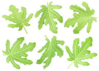 Green fig leaves isolated on white, set