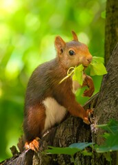 A squirrel eating leaf closeup shot