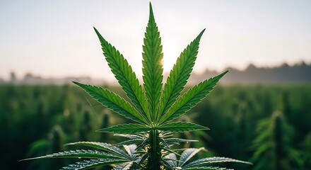 Cannabis Plant in a Field at Sunrise.