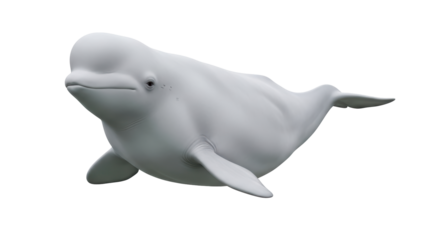 Isolated arctic beluga whale underwater species, marine animal behavior close up view