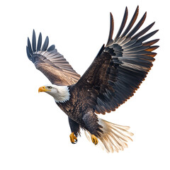 Obraz premium Powerful Bald Eagle Soaring with Wings Extended Against a Clear Sky Symbolizing Freedom and American Spirit