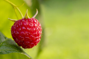 Ripe raspberry berry in the garden close-up