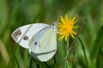 white butterfly on flower in the meadow in summer