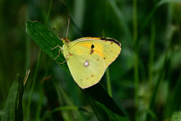 yellow butterfly on flower in the meadow in summer