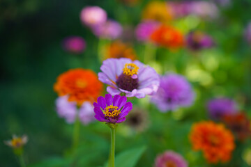 Obraz premium zinnia flower on green background in botanical garden