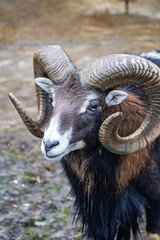 Ram with curved horns and dark brown wool close up