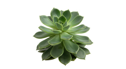 Isolated evergreen succulent, plant with green and gray foliage, fresh botanical greenery