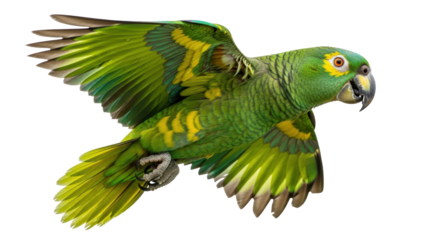 Isolated Flying Yellow-crowned Amazon Parrot showing Colorful Feathers in Flight, Wild Animal
