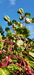 The image showcases a plant with vibrant green and yellow leaves, contrasted by bright red stems, set against a clear blue sky