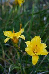 daylily flower stella de oro close-up on green leaves background