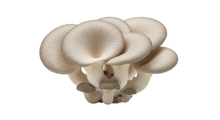 Isolated oyster mushrooms, a cluster of edible fungi, harvested for culinary applications