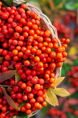 Bunches of rowan berries on  nature background, ripe rowan berries in wicked basket in autumn time, harvested  rowan berry bunches, top view
