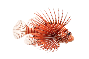 Vibrant red and white striped lionfish with elaborate flowing fins and distinctive spines, isolated on a transparent background