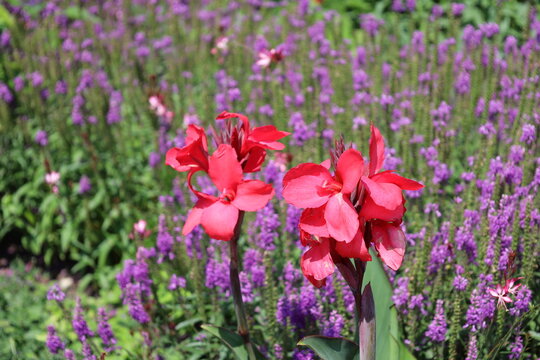 pink, red flower petals, buds top tall stems in strong sunshine (macro, close-up, summer)
