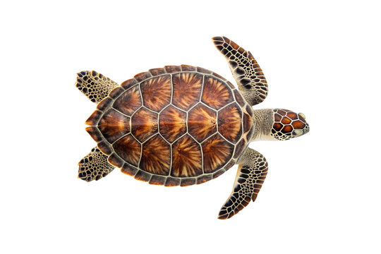 Sea turtle with brown shell featuring hexagonal scutes and detailed flippers in top view, isolated on a transparent background