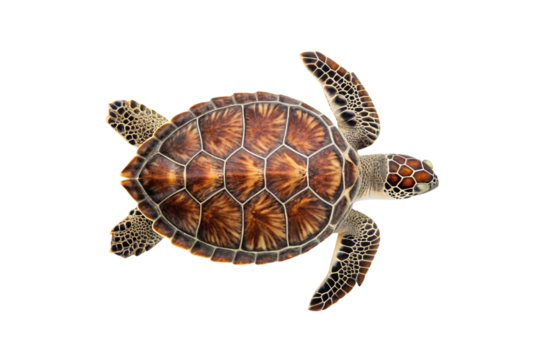 Sea turtle with brown shell featuring hexagonal scutes and detailed flippers in top view, isolated on a transparent background