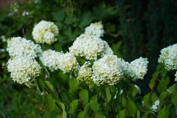 Hydrangea paniculata grandiflora on a green background in a botanical garden