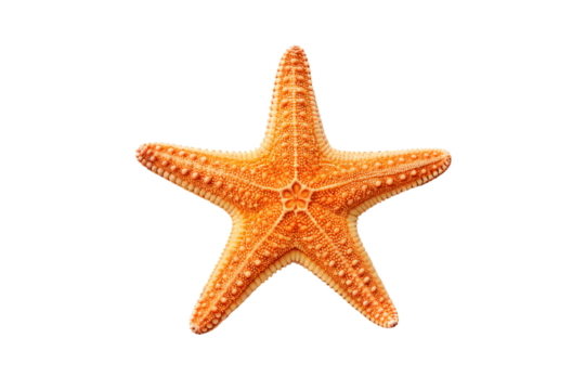 Bright orange starfish showing detailed texture with five symmetrical arms and raised surface, isolated on a transparent background