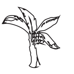 Hand Drawn Palm Tree