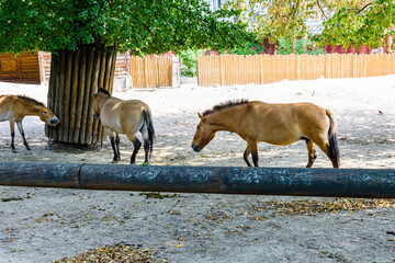 Przewalski wild horses (Equus przewalskii or Equus ferus przewalskii) or mongolian wild horses in a...
