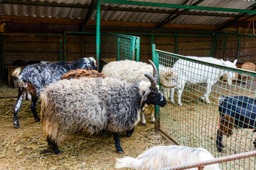 Herd of goats, rams and sheeps in a corral on farm