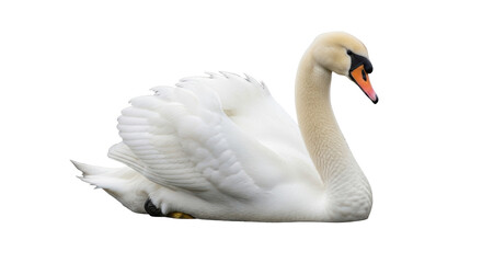 Isolated mute swan elegant posture graceful bird with orange beak aquatic animal beauty