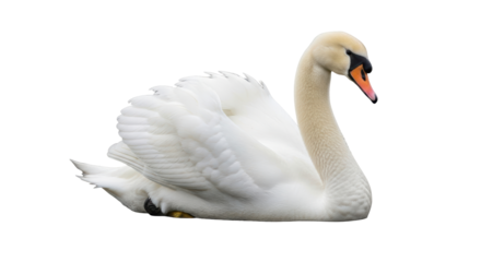 Isolated mute swan elegant posture graceful bird with orange beak aquatic animal beauty