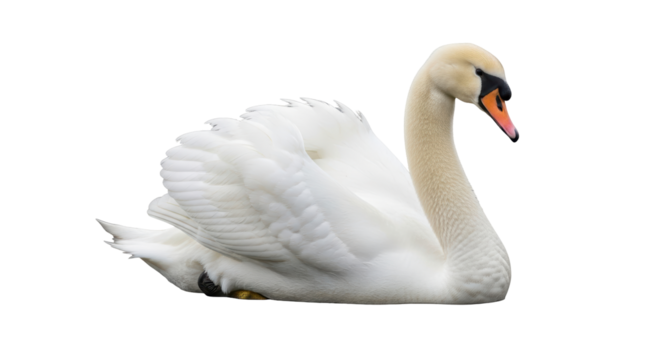 Isolated mute swan elegant posture graceful bird with orange beak aquatic animal beauty