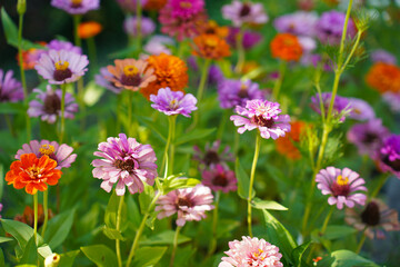 zinnia flower on green background in botanical garden