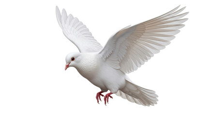 Obraz premium Isolated white dove, wings spread, red eyes, looking down in soft focus, symbol of peace