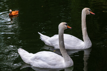 Two Graceful white Swans swimming in the lake, swans in the wild