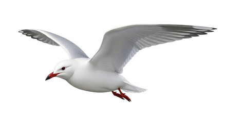Isolated seagull gracefully soars with wings spread, captivating birds in flight action