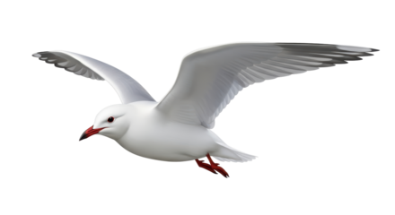 Isolated seagull gracefully soars with wings spread, captivating birds in flight action