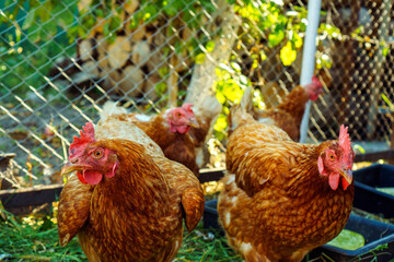 Several brown hens walking outdoors on poultry farm near fence, organic agriculture concept.