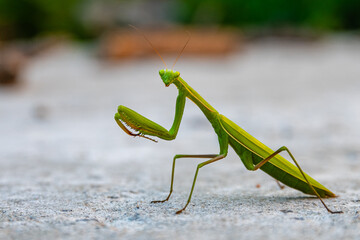 Green praying mantis on a grey concrete floor