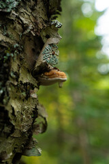 Fungi kingdom, macro photography of mushroom and mycelium in a forest 