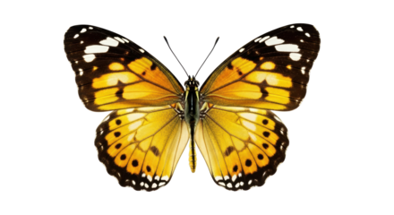 Isolated Butterfly with Beautiful Yellow, Orange, and Black Wing Pattern in Flight Pose