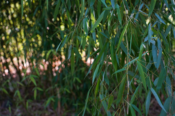 Green Bamboo leaves in the garden