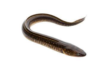 European eel with mottled brown and yellow spotted skin pattern curved in gentle wave, isolated on a transparent background