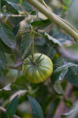close up of green tomatoes growing in a garden