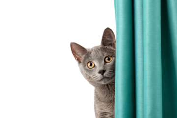 Gray cat hiding behind teal curtain with golden eyes and alert facial expression visible, isolated on a transparent background