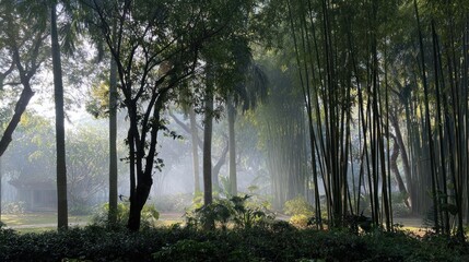 Obraz premium Misty morning in a park, with bamboo grove and trees. Soft light filters through the haze