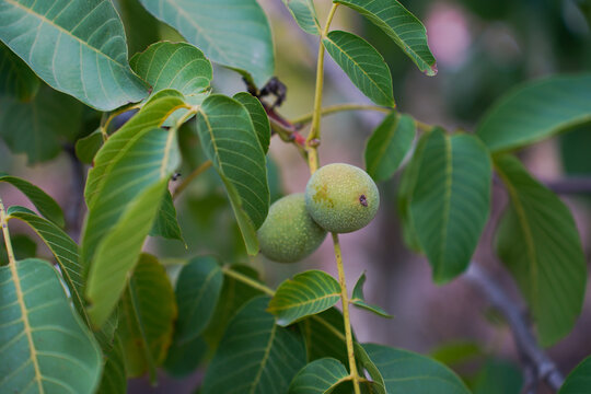 close up of walnut branch with green leaves - Powered by Adobe